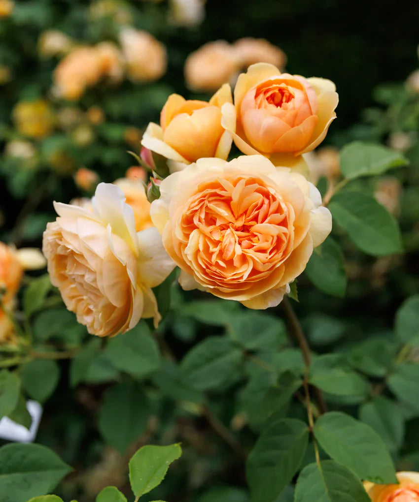 David Austin Roses