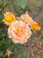 The Jubilee Rose New Release David Austin Bush Rose
