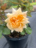 Our Honey Olivia Floribunda New Release Bush Rose
