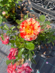 Paul Cezanne Delbard Bush Rose (Bare-rooted)