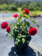 Scarlet Bonica™ Floribunda New Release Bush Rose (Bareroot)