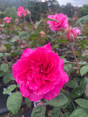 Brindabella Purity™ New Release Bush Rose (Bare-rooted)
