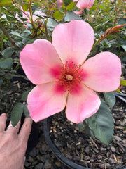 For Your Eyes Only - Modern Shrub