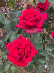 Fragrant Charm (Bareroot)