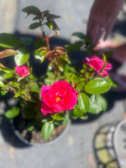 Pink Ayoba New Release Floribunda Bush Rose