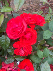 Cathedral City Floribunda New Release Bush Rose (Bareroot)
