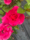 Pink Ayoba New Release Floribunda Bush Rose
