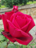 Avon Hybrid Tea Bush Rose