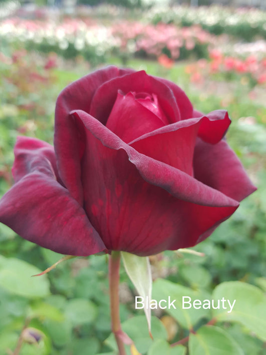 Black Beauty Hybrid Tea Bush Rose