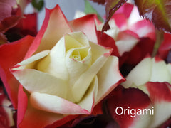 Origami™ Floribunda New Release Bush Rose (Bare-rooted)