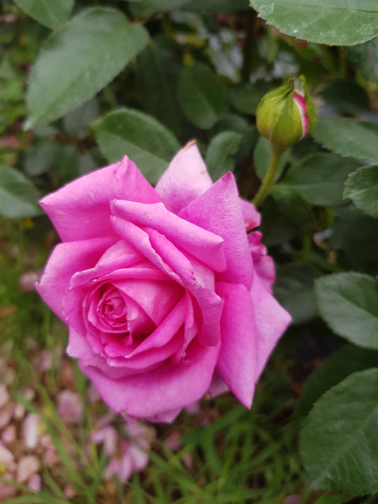 Pink Kardinal Hybrid Tea Bush Rose