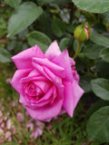Pink Kardinal Hybrid Tea Bush Rose