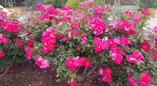 Knockout® New Release Bush Rose