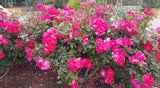 Knockout® New Release Bush Rose