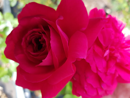 Mona Lisa™ Modern Shrub/Floribunda Bush Rose