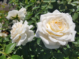 Jardin de L'essonne Delbard Shrub Rose