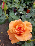 Whisky Hybrid Tea Bush Rose
