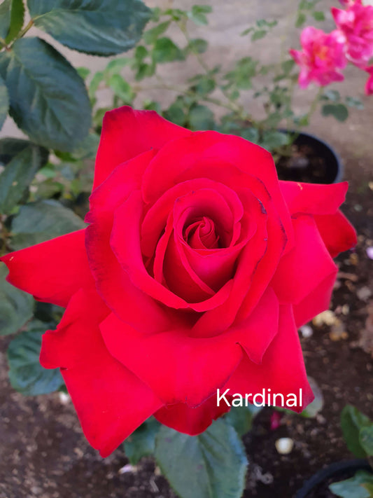 Kardinal Hybrid Tea Bush Rose