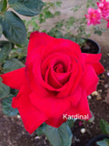 Kardinal Hybrid Tea Bush Rose