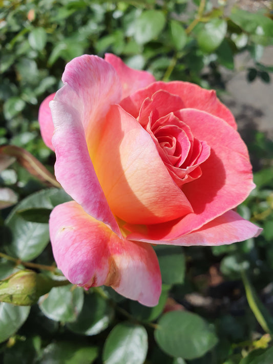 So In Love Floribunda Recent Release Rose
