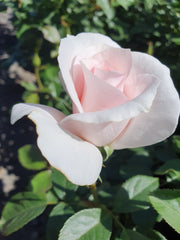 Flamingo Hybrid Tea Bush Rose 2ft patio standard (Bareroot)