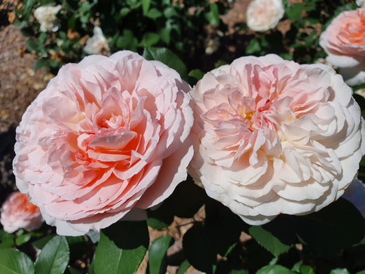 Fairytale Magic - Modern Shrub