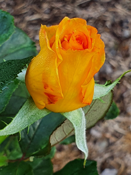 Sunblest Hybrid Tea Bush Rose (Bare-rooted)