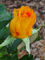 Sunblest Hybrid Tea Bush Rose (Bare-rooted)