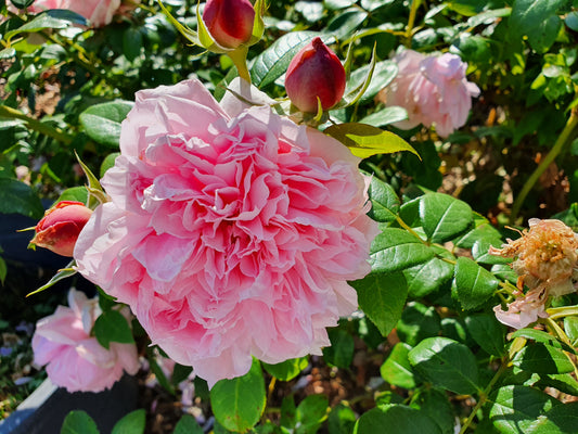 Cinderella Climbing Rose Recent Release