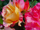 Love In Recent Release Floribunda Bush Rose
