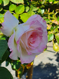 Angela Taylor Modern Shrub Rose