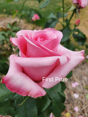 First Prize Hybrid Tea Bush Rose