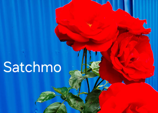 Satchmo Floribunda Bush Rose