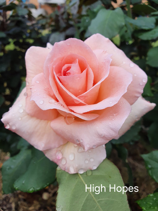 High Hopes (Climbing) Bush Rose