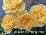All Gold (Climbing) Bush Rose
