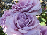 Novalis Floribunda New Release Bush Rose