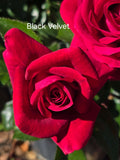 Black Velvet Hybrid Tea Bush Rose