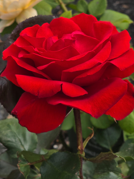 Veterans Honour/City Of Newcastle New Release Hybrid Tea Bush Rose