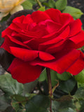 Veterans Honour/City Of Newcastle New Release Hybrid Tea Bush Rose
