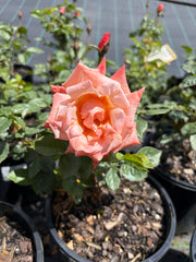 Remember Me 2ft Patio - Hybrid Tea Bush Rose (bare rooted)