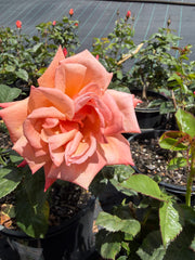 Remember Me 2ft Patio - Hybrid Tea Bush Rose (bare rooted)