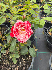 Peppermint Twist Hybrid Tea Bush Rose