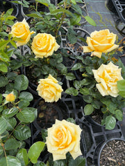 Glorious Hybrid Tea Bush Rose
