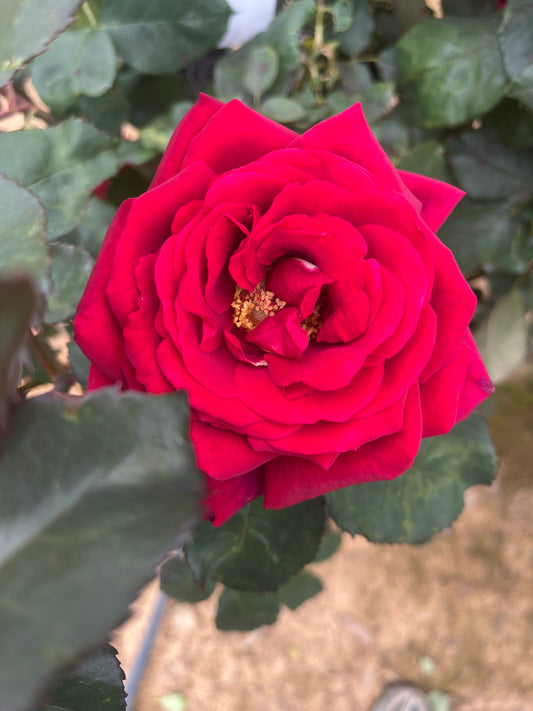 Fragrant Charm Hybrid Tea Bush Rose