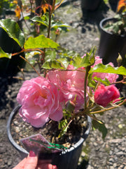 Maxivita New Release Floribunda Bush Rose (Bareroot)