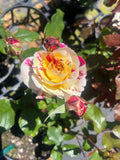 Glamourpuss New Release Floribunda Bush Rose