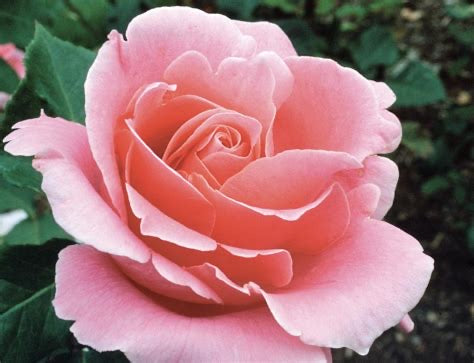 Love You New Release Bush Rose