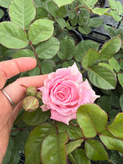 Summer Romance Potted Bush Rose
