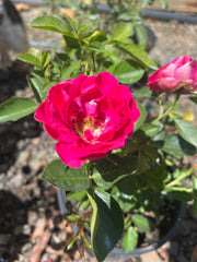 Irene Floribunda Bush Rose