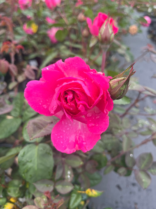 Brindabella Purity™ New Release Bush Rose